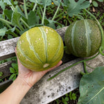 Melon Ogen Plant  2