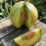 Melon Ogen Plant  1