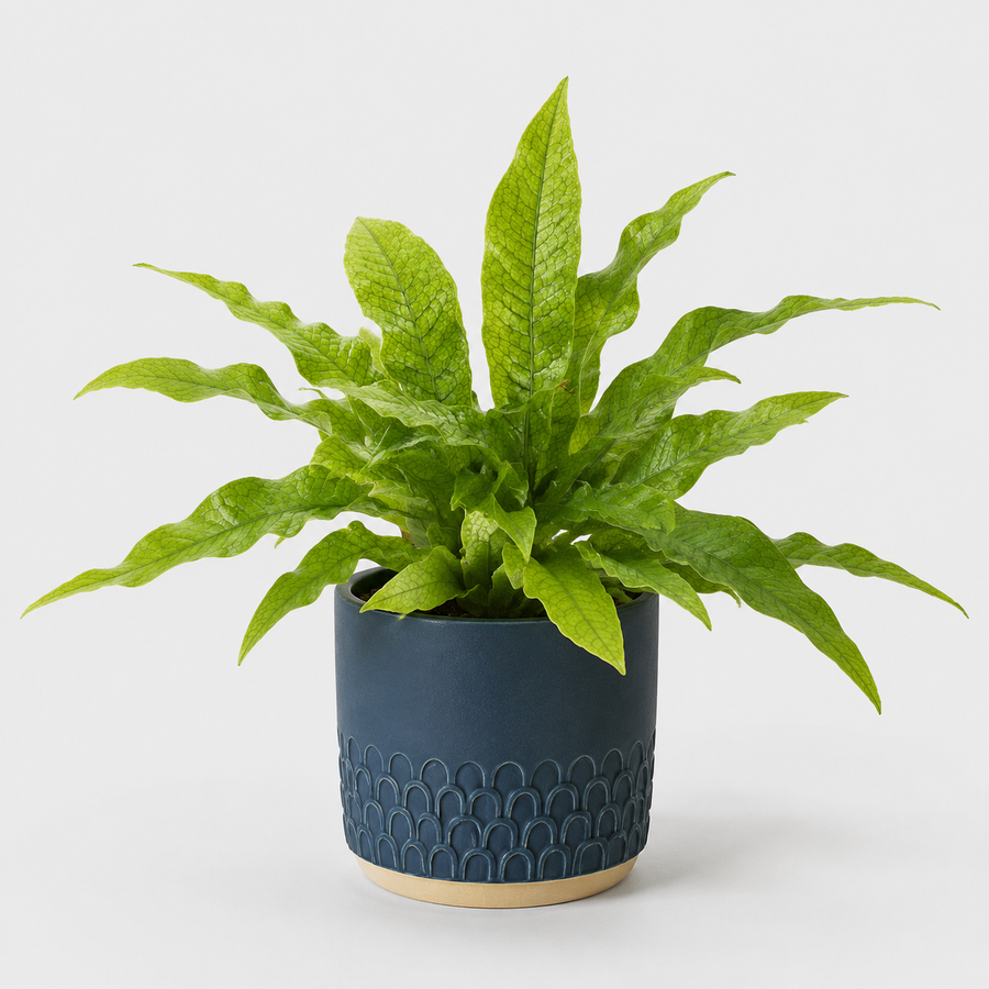 Microsorum Crocodyllus Fern  1