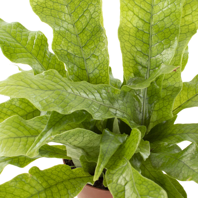 Asplenium Nidus Fern Microsorum-crocodyllus-close-12-Plantler-768x768 3