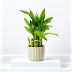 Mini Lucky Bamboo  1