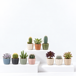 Succulents, Sempervivum & Cactus Mix  4