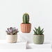 Mini Succulent & Cactus Mix