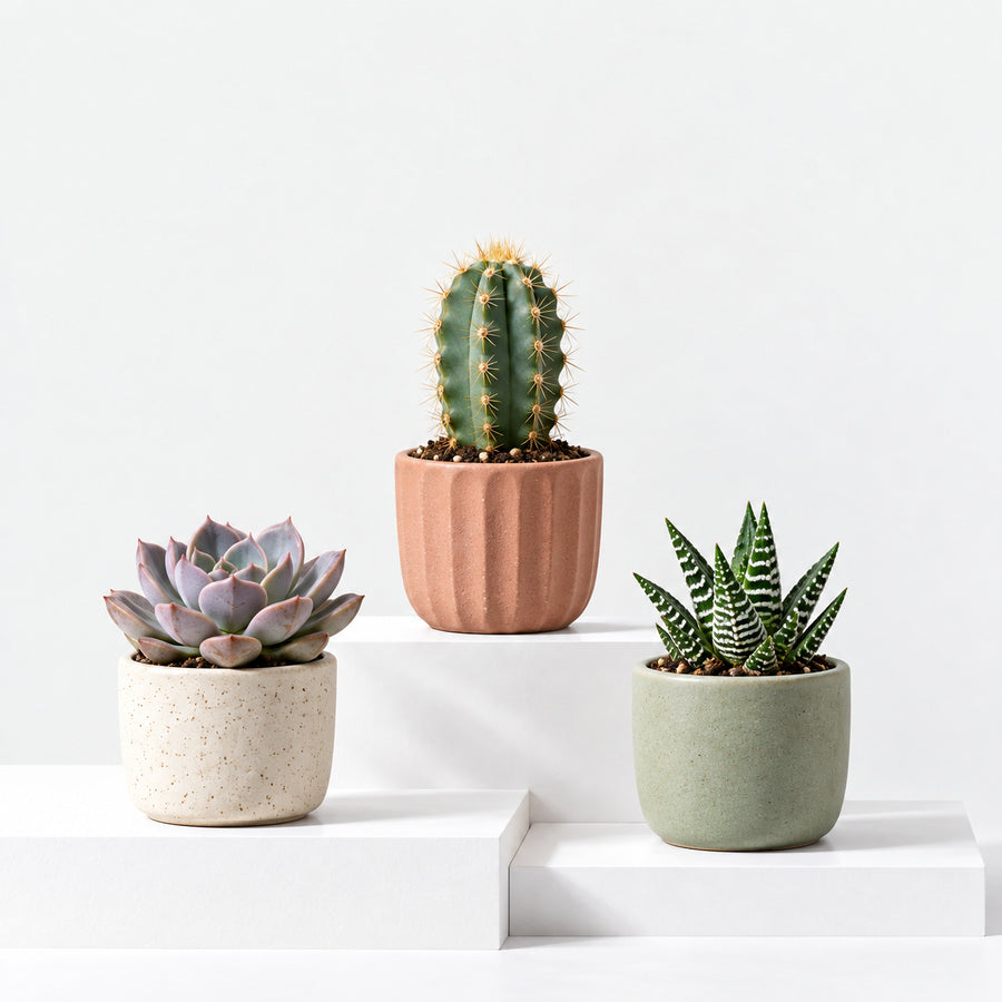 Succulents, Sempervivum & Cactus Mix  3