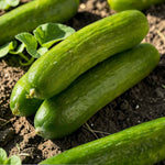 Mini Cucumber Plant  2