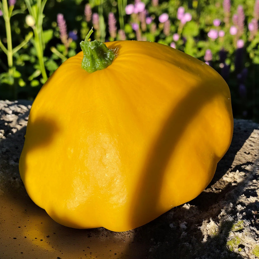 Mini Yellow Squash F1 Sunbeam  3