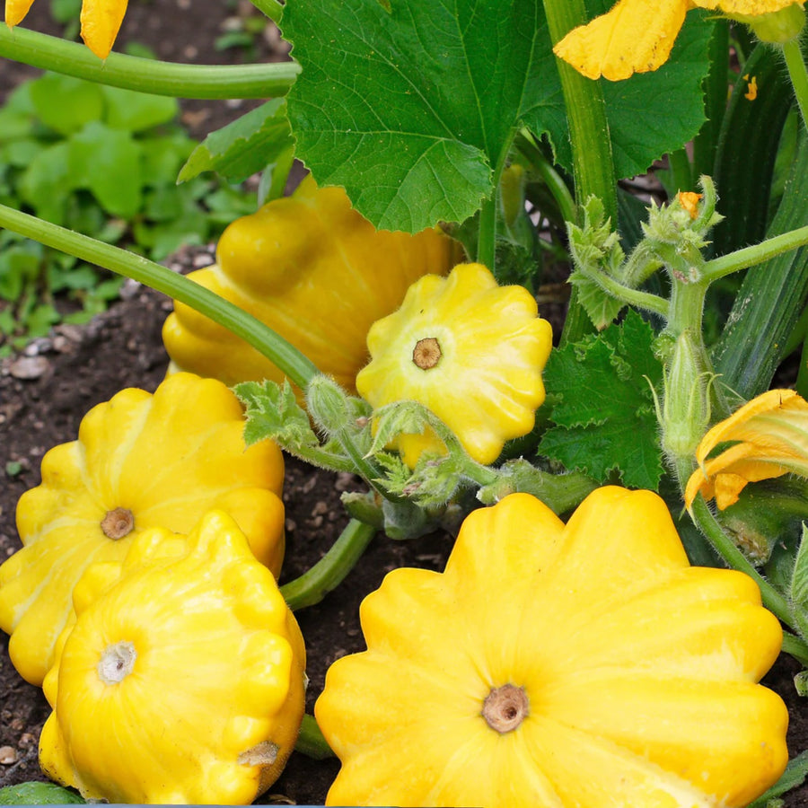 Mini Yellow Squash F1 Sunbeam  1