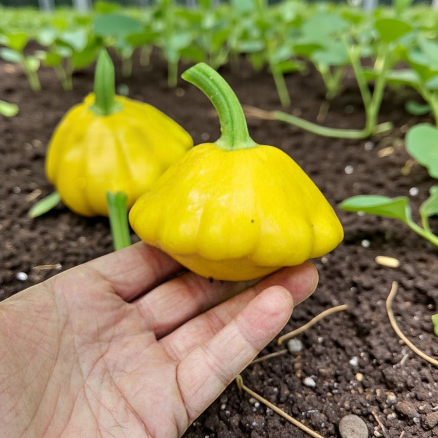 Mini Yellow Squash F1 Sunbeam  2