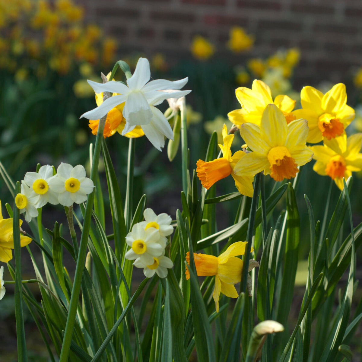Narcissus Daffodil Bulb Mix