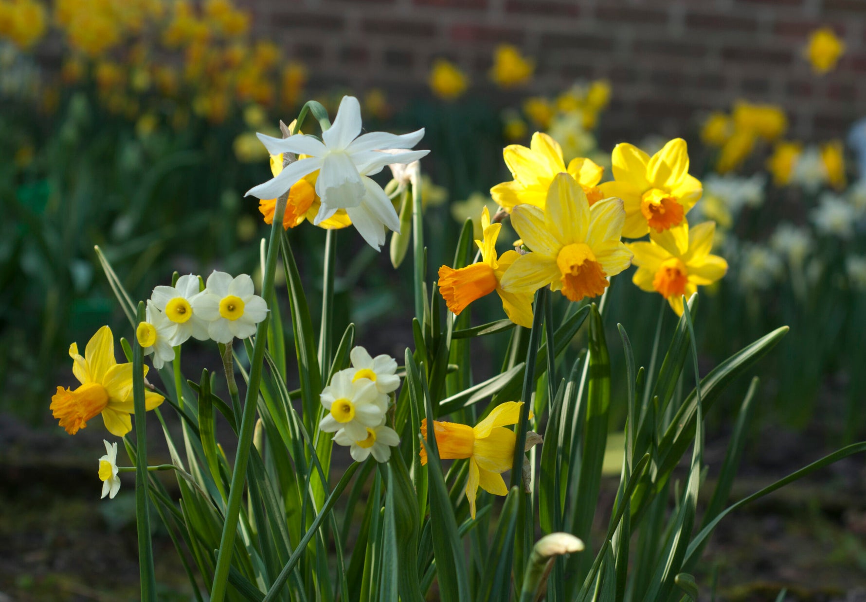 Narcissus Daffodil Bulb Mix