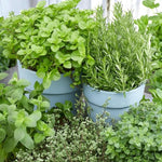 Mixed Herb Plants  2