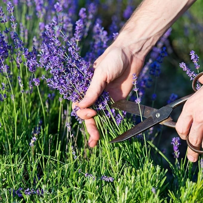 Mixed Herb Plants  3