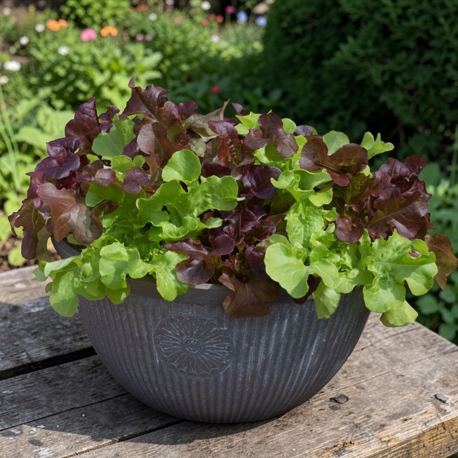 Mixed Lettuce Plants  2