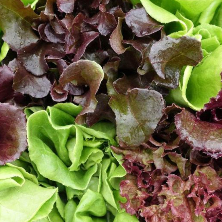 Mixed Lettuce Plants  1
