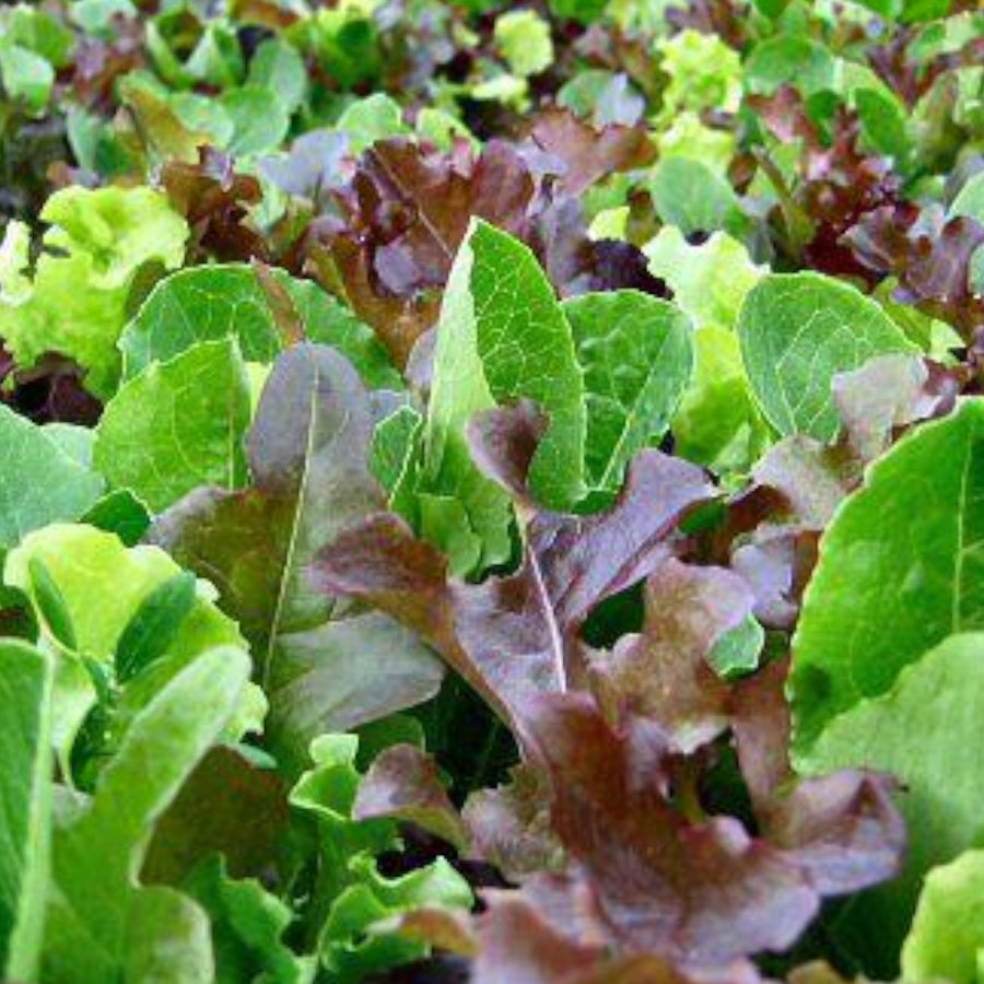 3 Lettuce Mix Collection  4