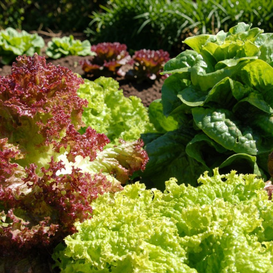 Mixed Lettuce Plants  3