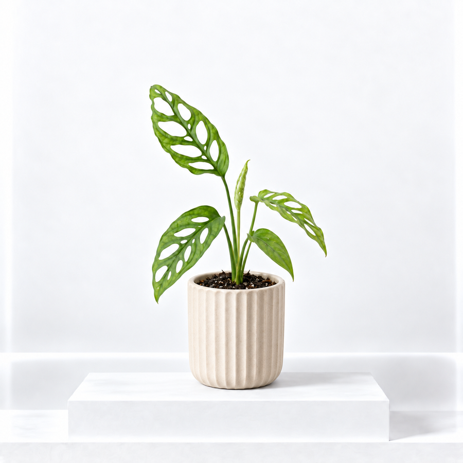 Monstera obliqua  1