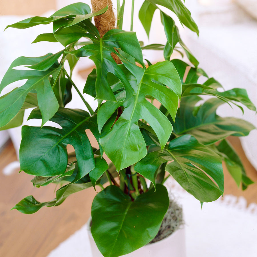 Monstera Deliciosa Monstera-deliciosa-v2 5