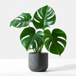 The Unkillable Houseplants - Tradescantia Nanouk, Cheese Plant & Rubber Plant  3