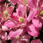 Clematis Montana Broughton Star Climbing Plants  1