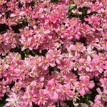Clematis Montana Broughton Star Climbing Plants  3