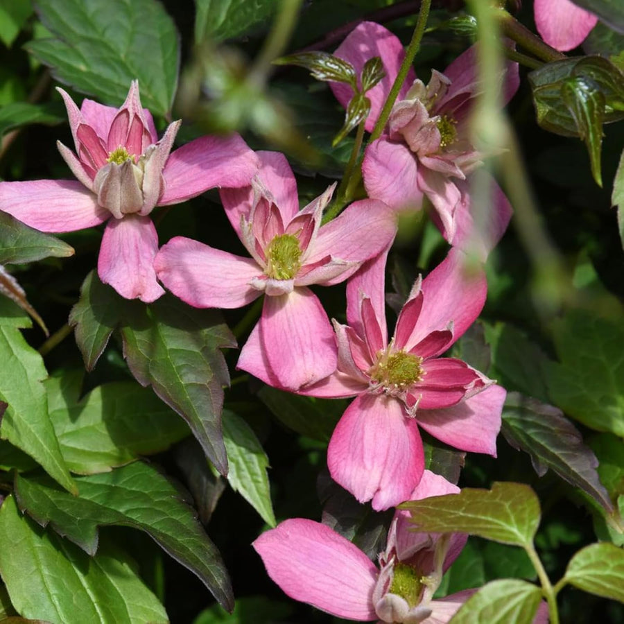 Clematis Montana Broughton Star Climbing Plants  4
