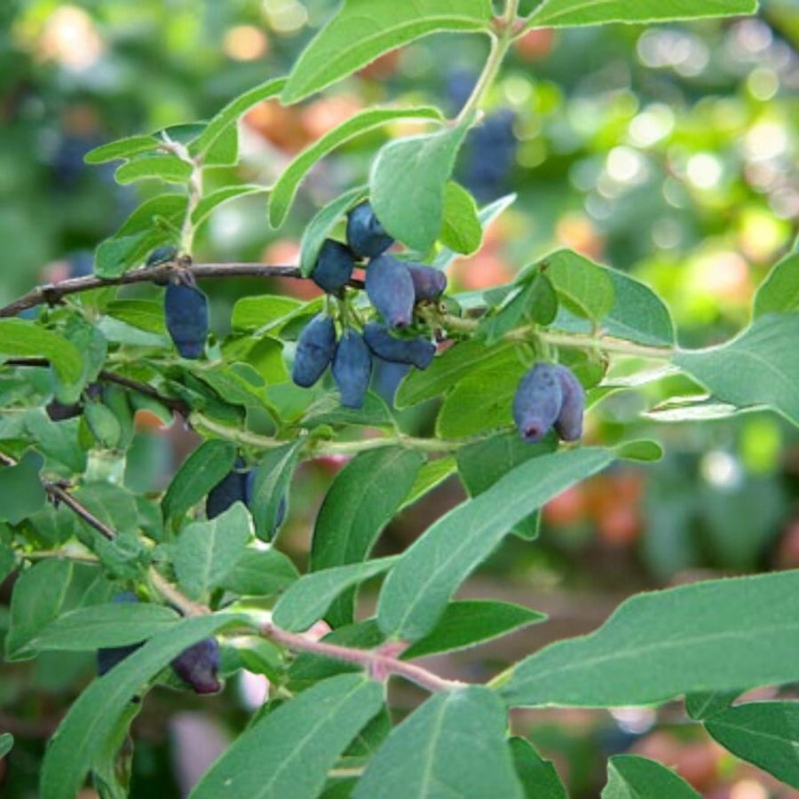 Morena Honeyberry  4