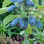 Morena Honeyberry  2