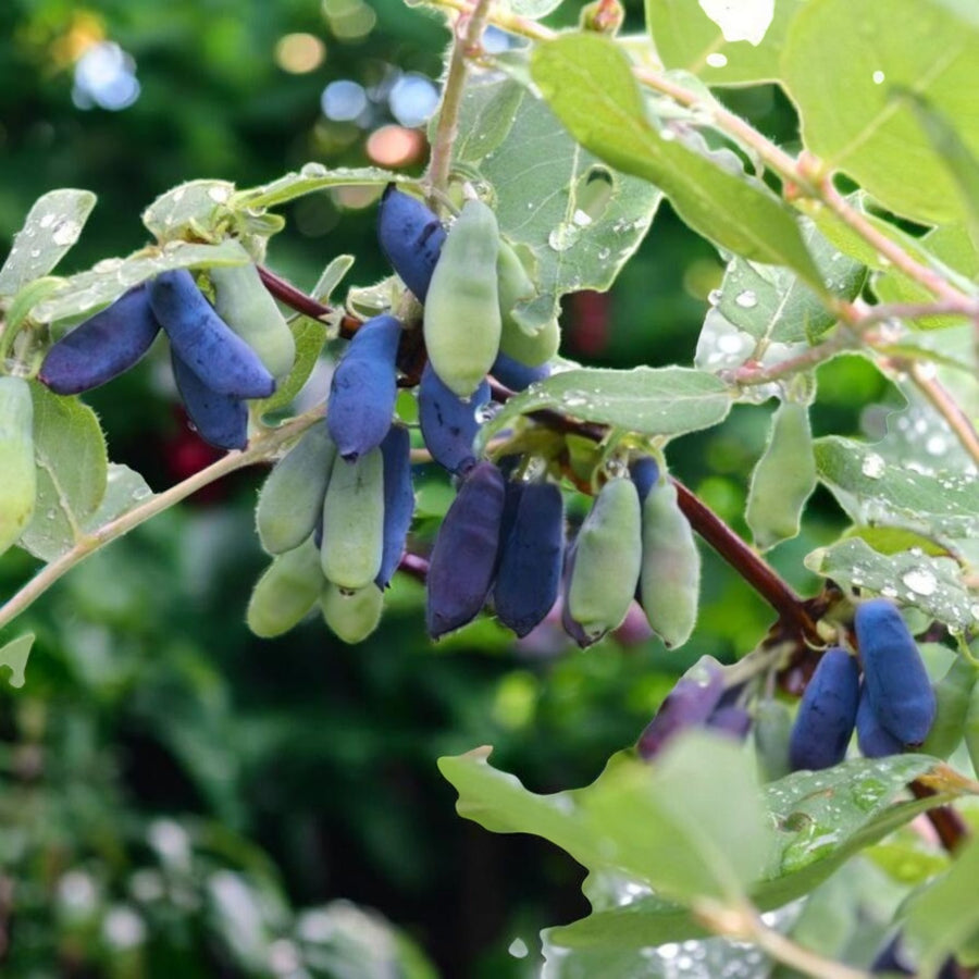 Honeyberry  1
