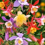 Aquilegia, Tradescantia & Actaea Bare Root Mix  2