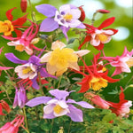 Aquilegia Mrs Scott Elliot Bare Roots  2