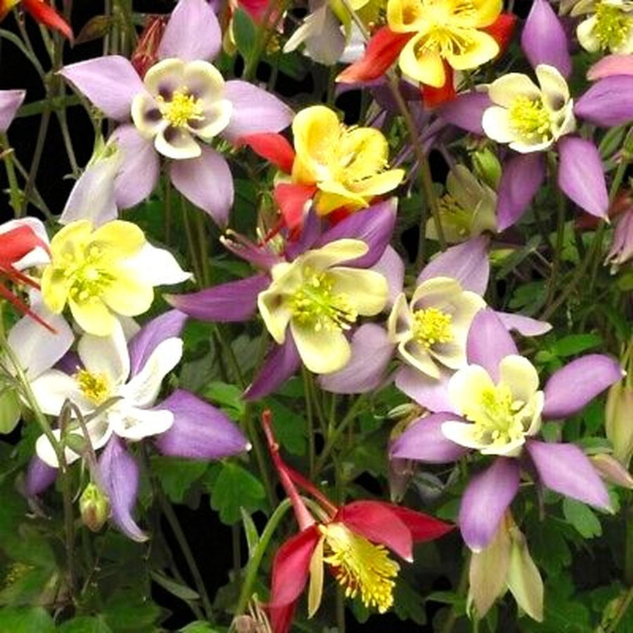 Aquilegia Mrs Scott Elliot Bare Roots  3