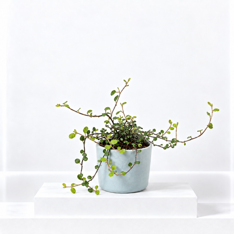 Muehlenbeckia Maori Plant  1
