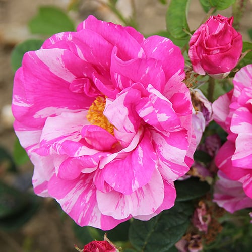 Mundi Rose Bush Pink Stripe Mundi 1
