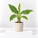 Musa Acuminata Banana Plant  1