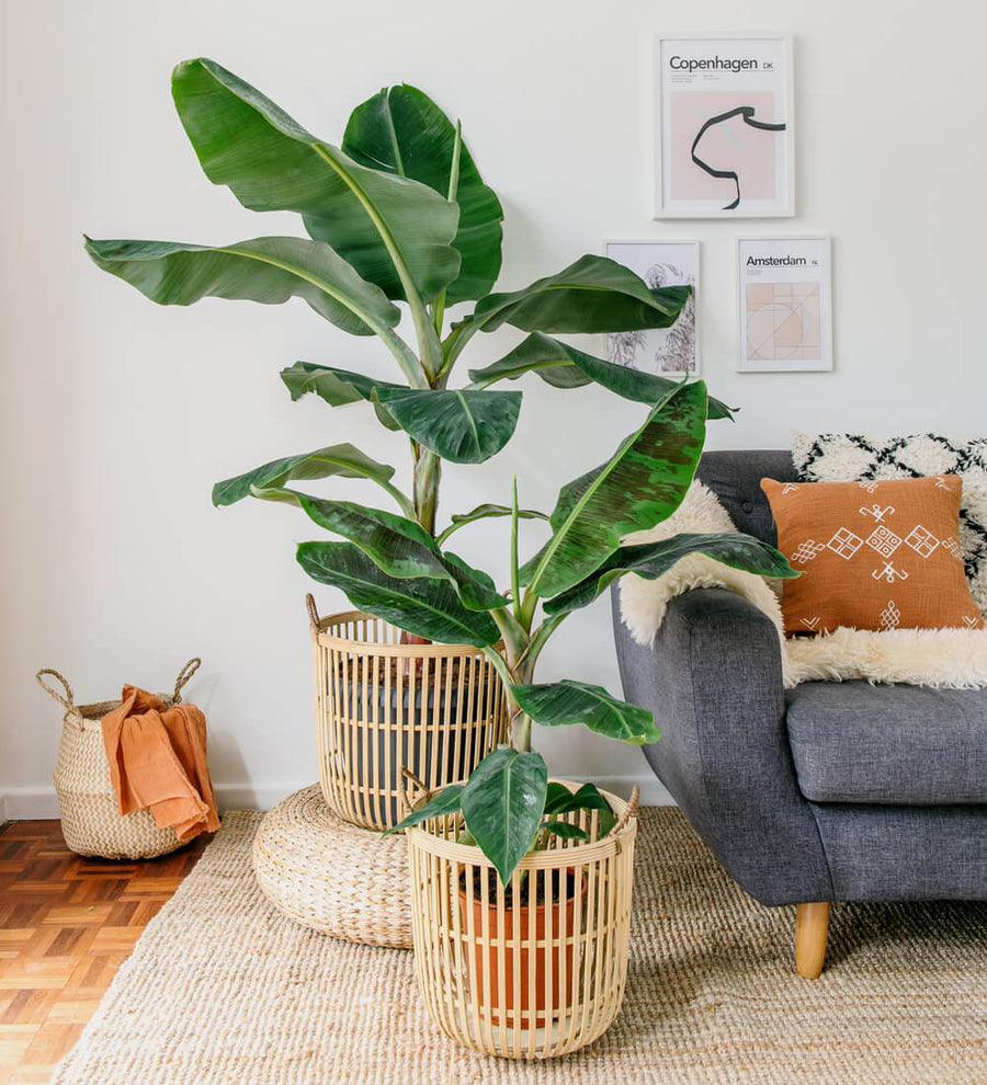 indoor banana plant uk Banana Plants