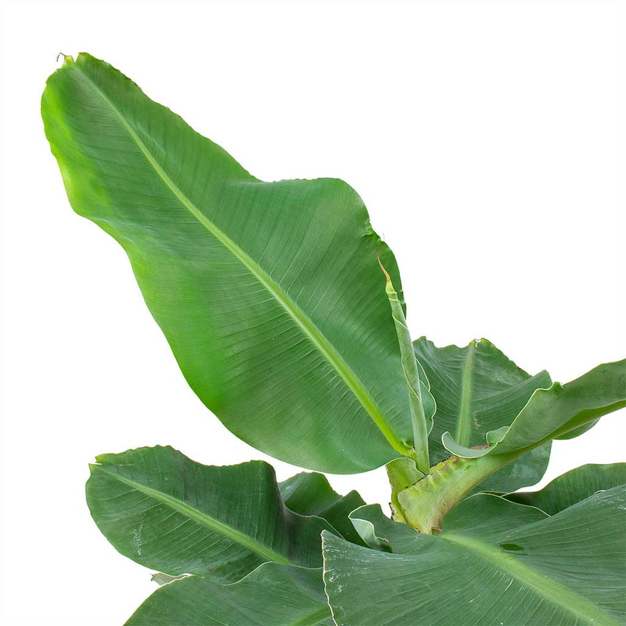 Banana Plants - Musa acuminta Musa-Tropicana-Super-Dwarf-Cavendish-Banana-Plant-Leaves_2000x 4