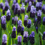 Muscari Latifolium Spring Bulbs A mass of Muscari Latifolium in full bloom with rich purple and violet-blue flower spikes standing above lush green foliage. 2