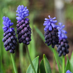 Muscari Latifolium Spring Bulbs Macro view of Muscari Latifolium flowers with bright blue upper florets and densely packed dark purple lower florets. 3