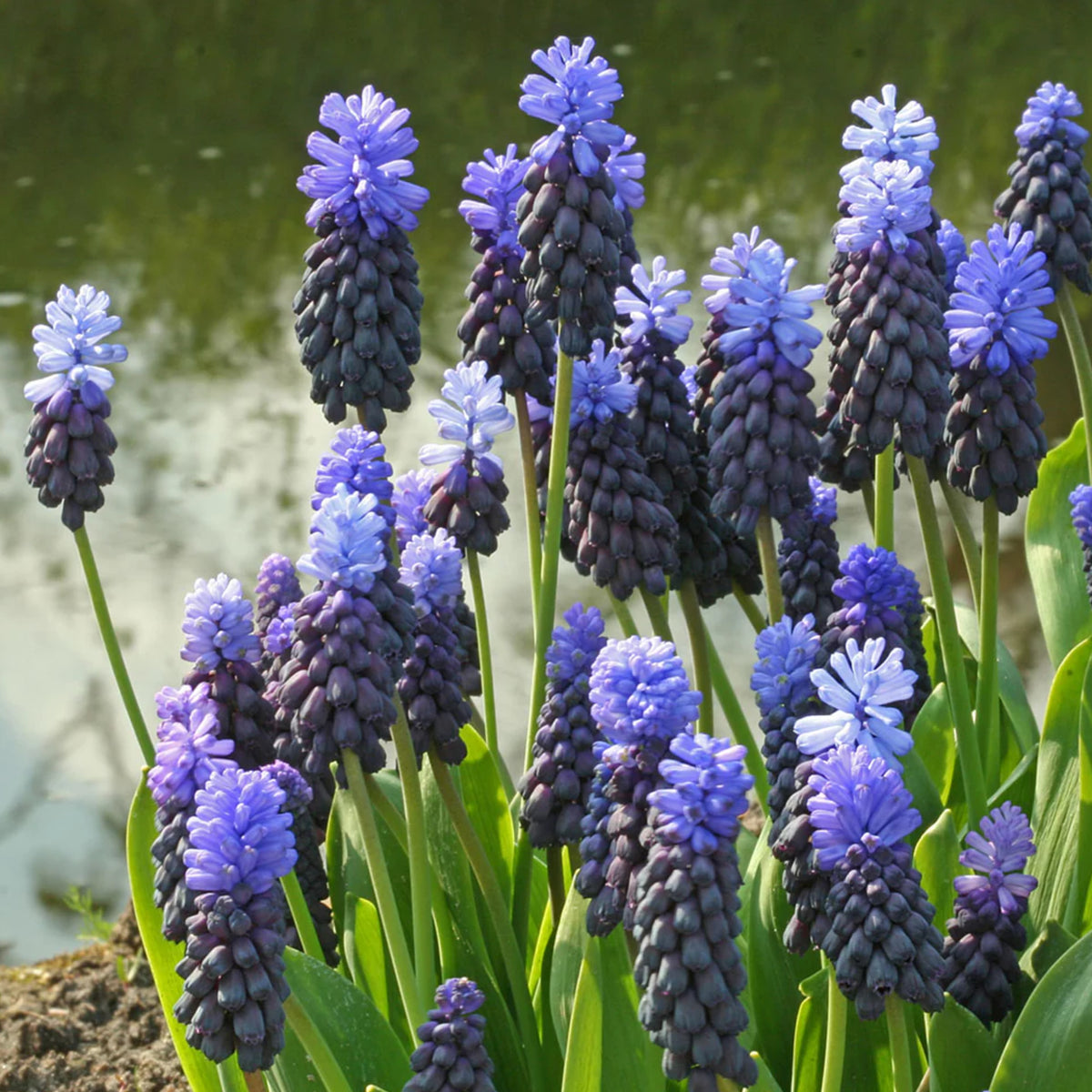 Muscari Latifolium Spring Bulbs  4