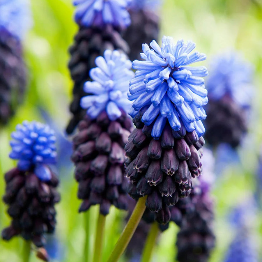 Muscari Latifolium Spring Bulbs Close-up of Muscari Latifolium flower spikes by the water's edge, showcasing the striking contrast between pale blue tops and dark purple bases. 1
