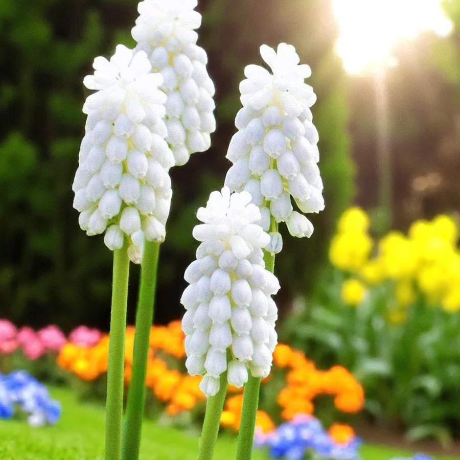 Muscari Spring Bulbs A cluster of white muscari flowers arranged together in a natural garden setting.
 2