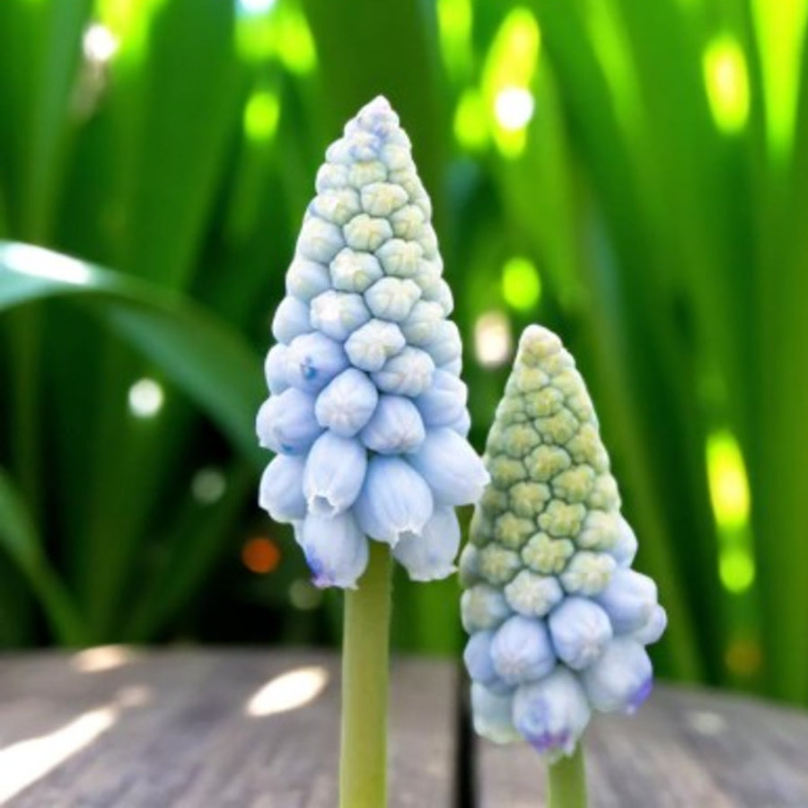 Muscari Spring Bulbs Close up of two blue muscari flowers arranged together in a natural setting.
 4