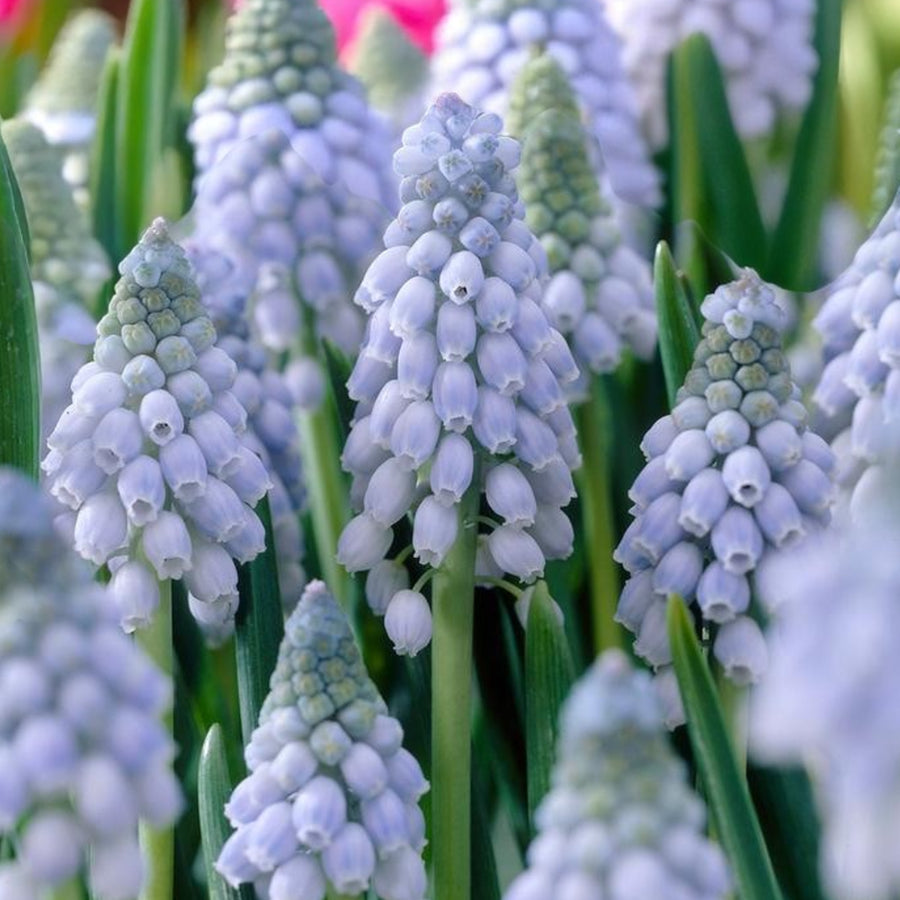 Muscari Spring Bulbs A cluster of blue muscari flowers arranged together in a natural setting.
 3