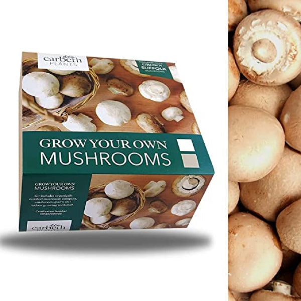 Carbeth Plants Brown Mushroom Growing Kit mushroom growing kit 2