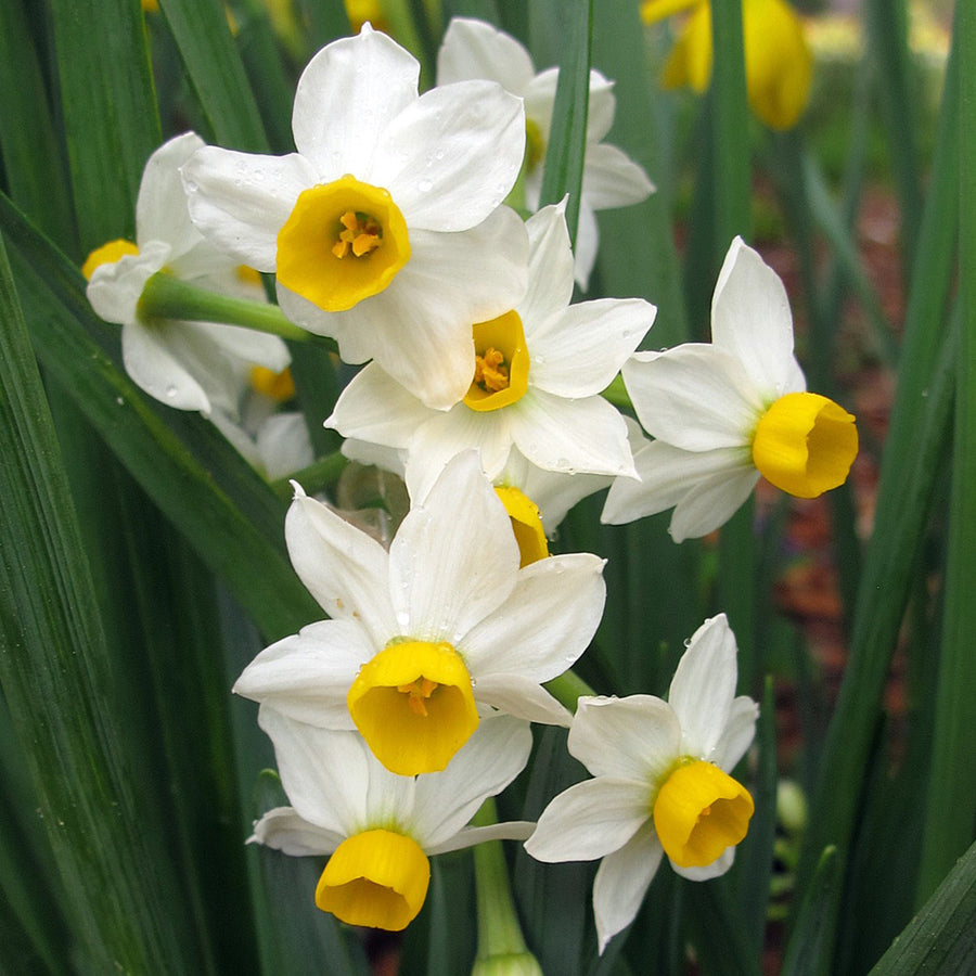 Narcissus Canaliculatus Daffodil Bulbs Narcissus Canaliculatus Daffodil Bulbs image1 1