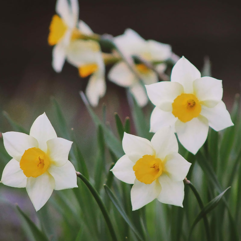 Narcissus Canaliculatus Daffodil Bulbs Narcissus Canaliculatus Daffodil Bulbs image3 3
