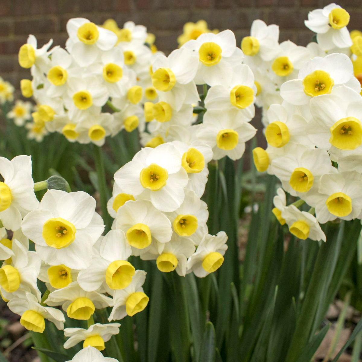 Narcissus Canaliculatus Daffodil Bulbs Narcissus Canaliculatus Daffodil Bulbs image4 4
