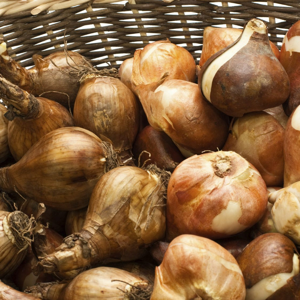 Narcissus Dutch Master Daffodil Bulbs Narcissus Dutch Master Daffodil Bulbs image2 2