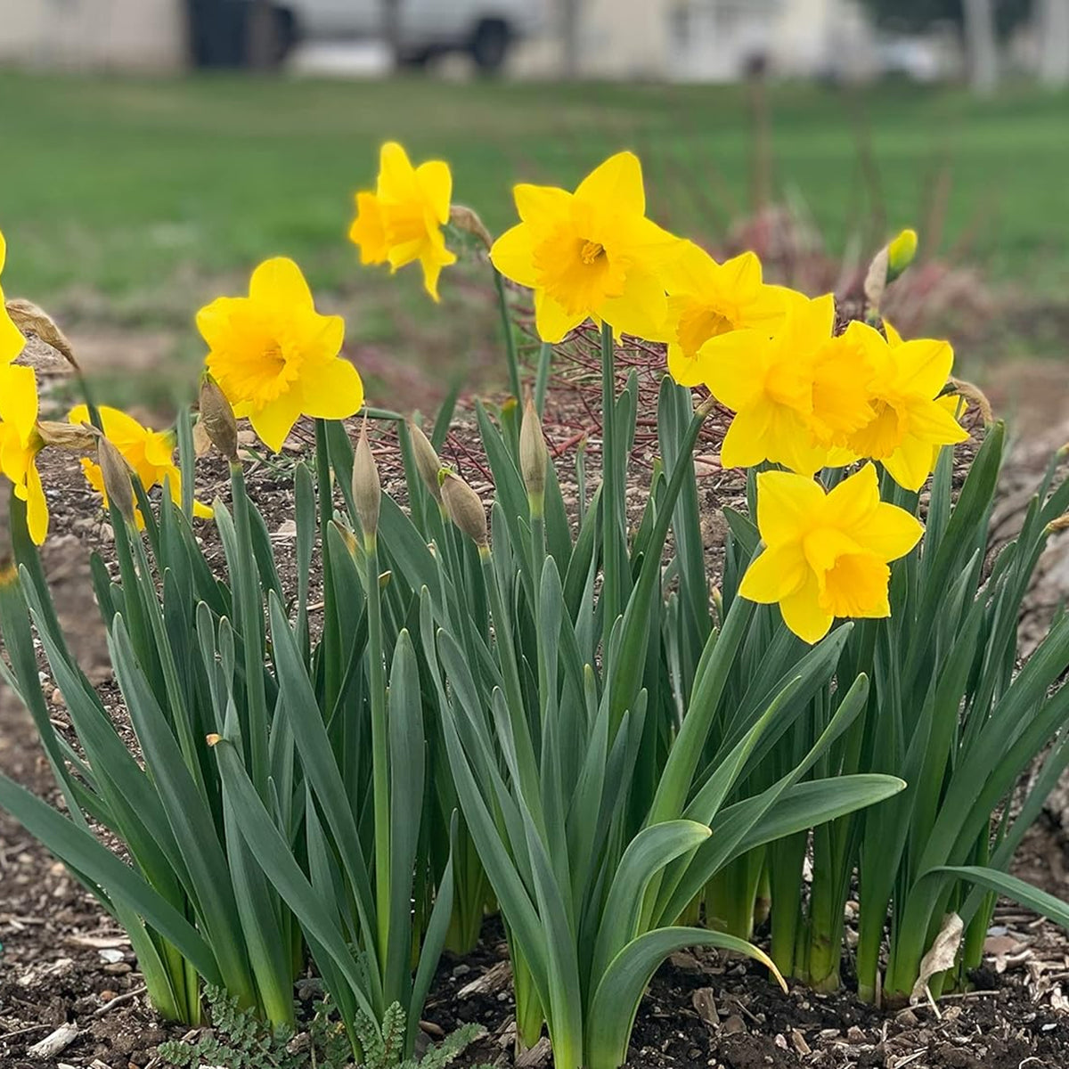 Narcissus Dutch Master Daffodil Bulbs Narcissus Dutch Master Daffodil Bulbs image4 4